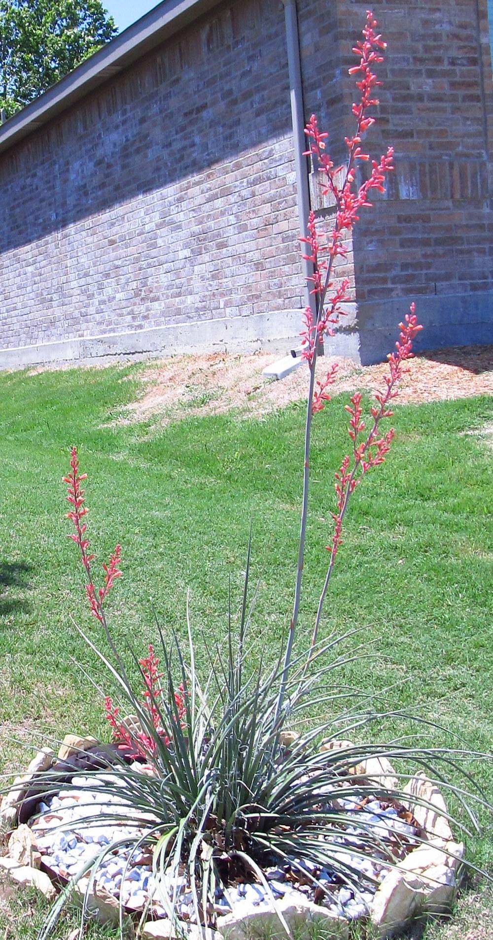 Photo of Red Yucca (Hesperaloe parviflora) uploaded by jmorth