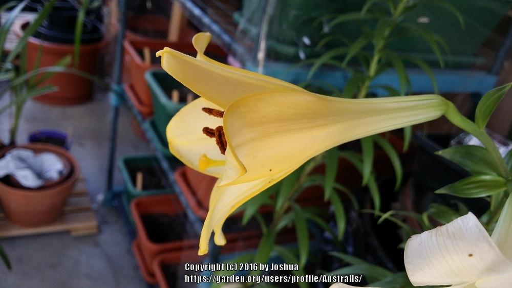 Photo of Lily (Lilium 'Deliana') uploaded by Australis