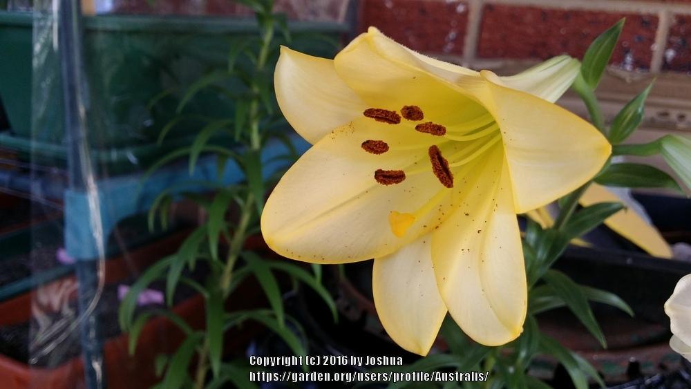 Photo of Lily (Lilium 'Deliana') uploaded by Australis