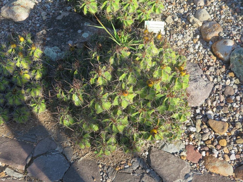 Photo of Barrel Cactus (Ferocactus robustus) uploaded by Baja_Costero