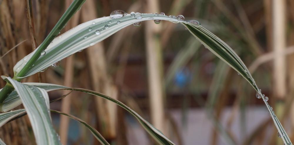 Photo of Giant Reed (Arundo donax 'Peppermint Stick') uploaded by dave