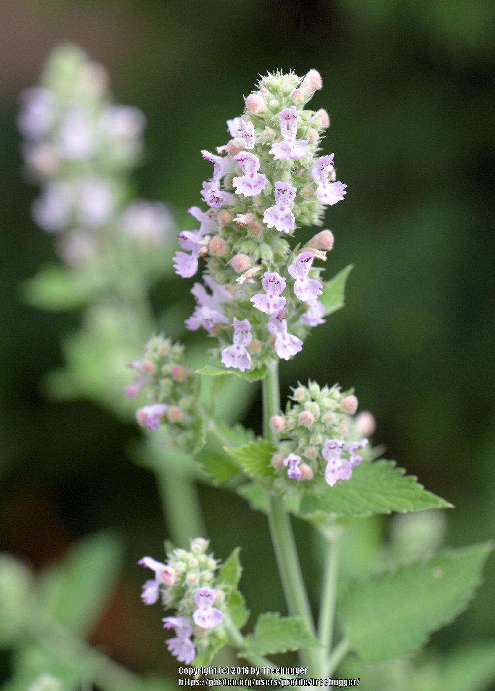 Photo of Faassen's Catmint (Nepeta x faassenii) uploaded by treehugger