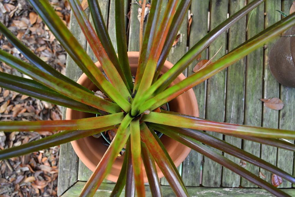 Photo of Bromeliad (XNeophytum 'Ralph Davis') uploaded by sunkissed