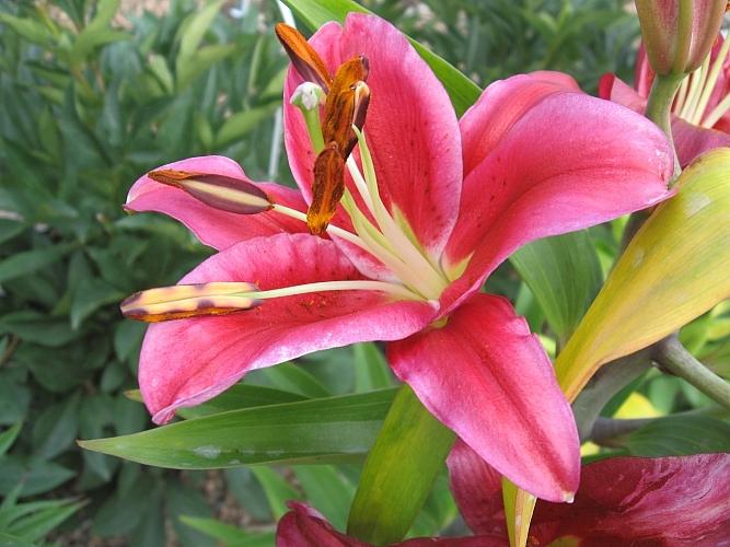 Photo of Lily (Lilium 'Christopher') uploaded by BUGGYCRAZY