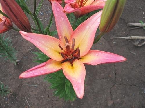 Photo of Lily (Lilium 'Corsica') uploaded by BUGGYCRAZY