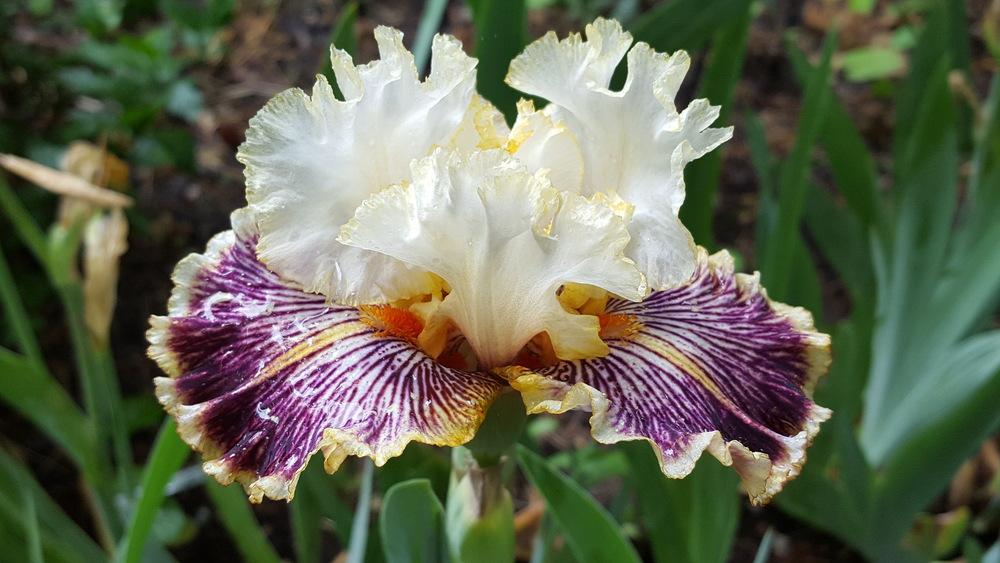Photo of Tall Bearded Iris (Iris 'Insaniac') uploaded by Dachsylady86