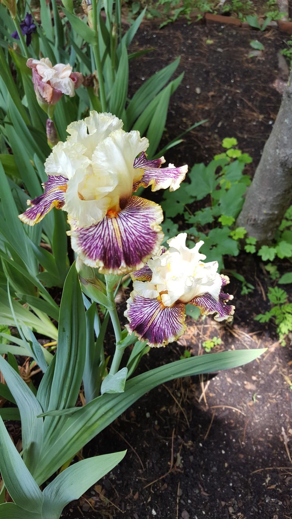 Photo of Tall Bearded Iris (Iris 'Insaniac') uploaded by Dachsylady86