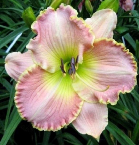 Photo of Daylily (Hemerocallis 'Wren's Song') uploaded by Sscape