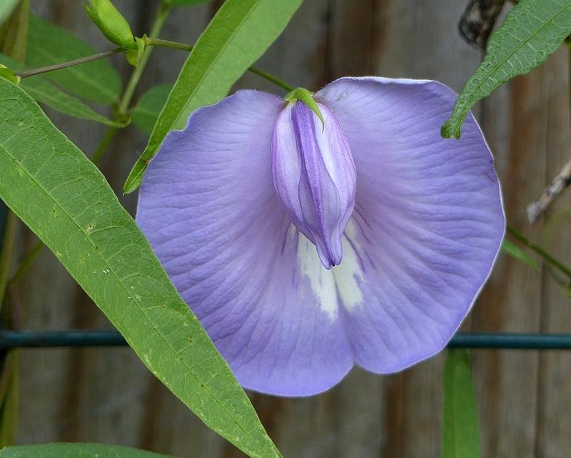 Photo of Spurred Butterfly Pea (Centrosema virginianum) uploaded by molanic