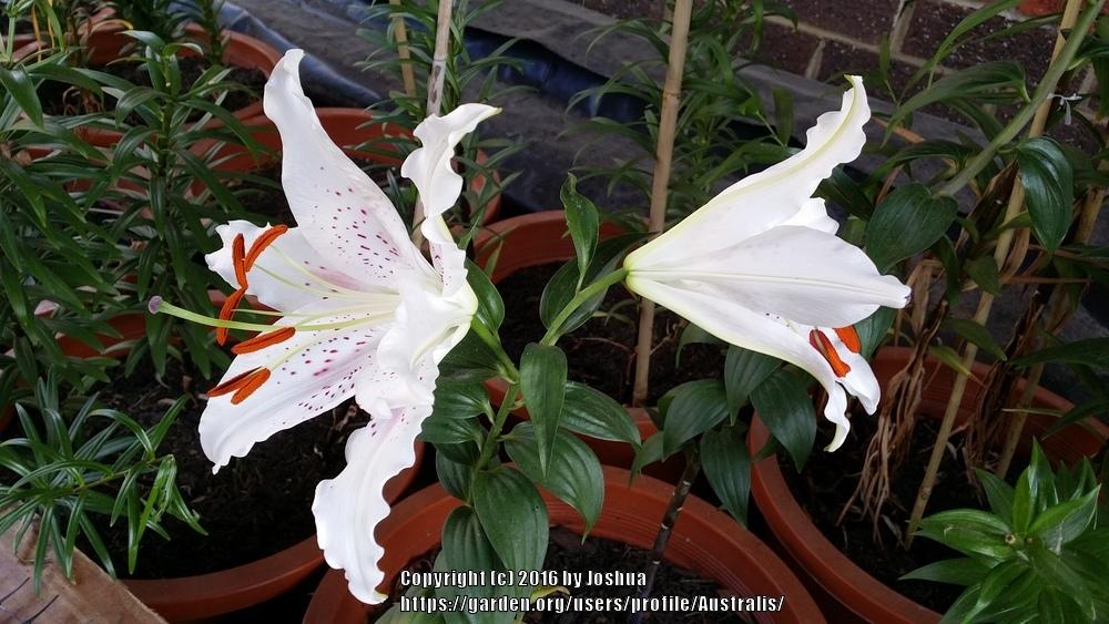 Photo of Oriental Lily (Lilium 'Muscadet') uploaded by Australis