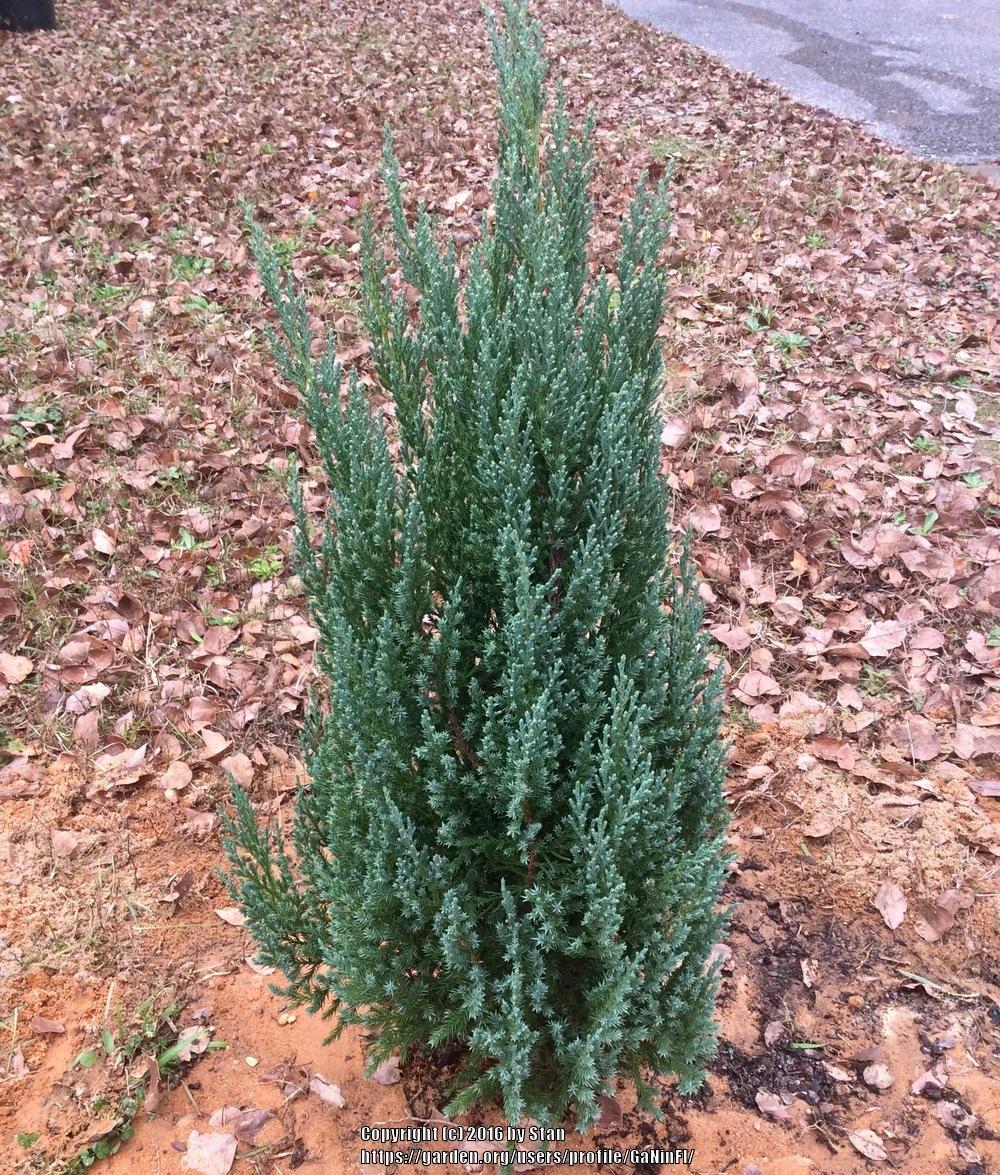 Photo of Chinese Juniper (Juniperus chinensis 'Blue Point') uploaded by GaNinFl