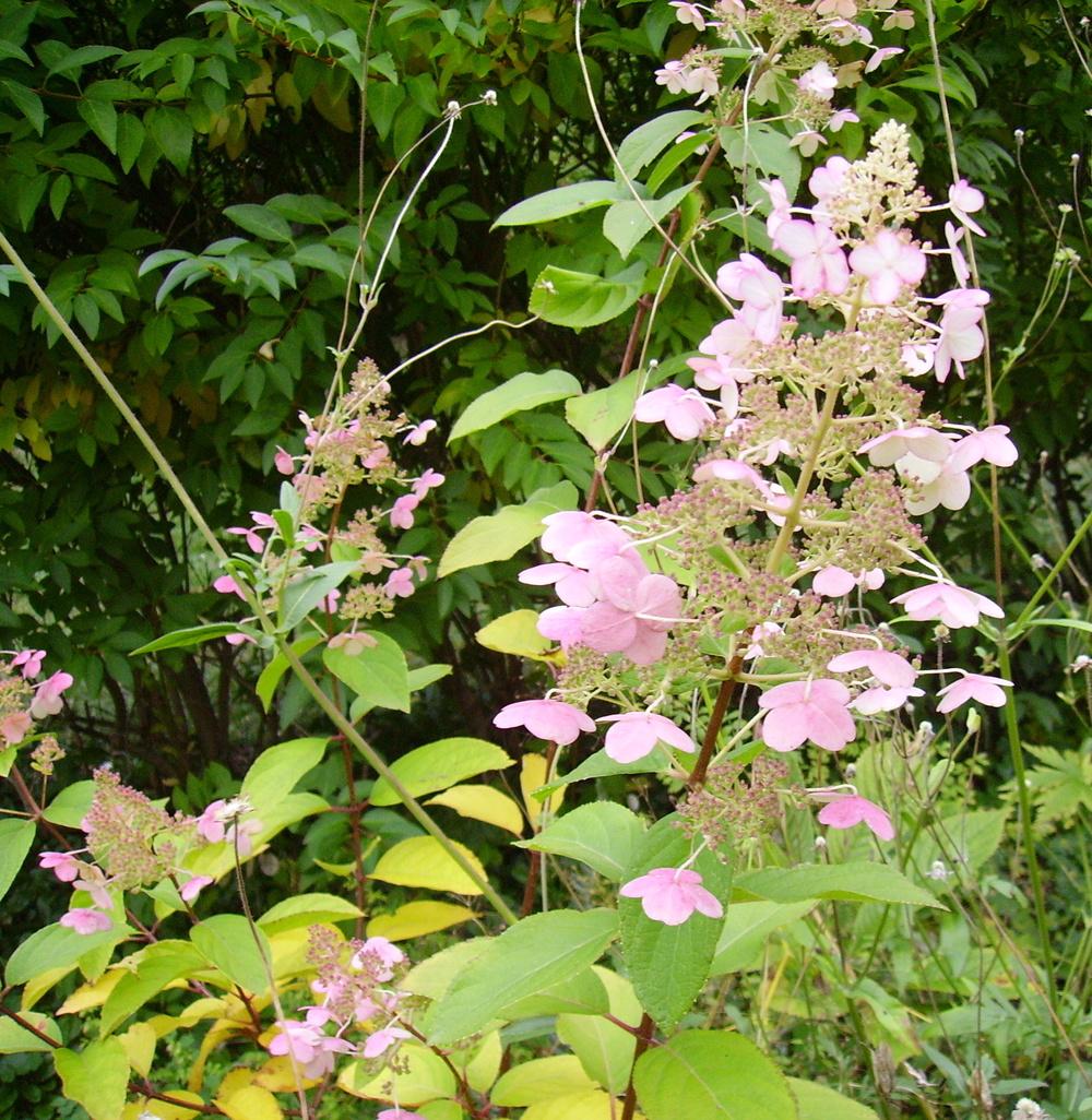 Photo of Panicle Hydrangea (Hydrangea paniculata 'Tardiva') uploaded by HemNorth