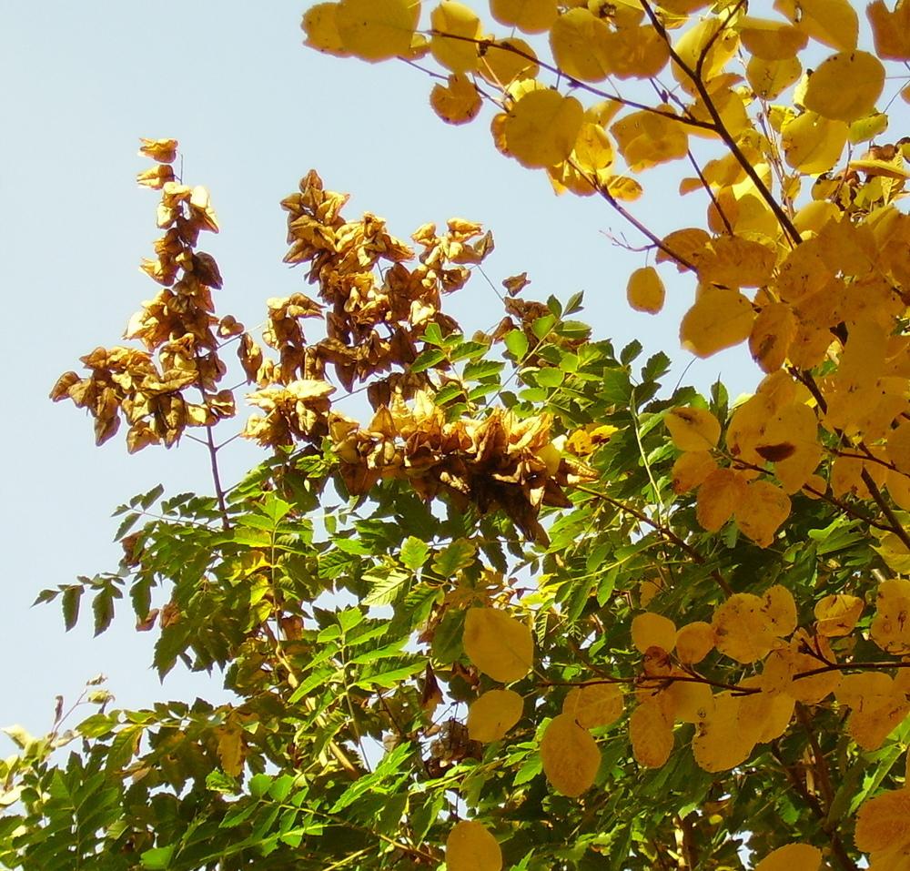 Photo of Golden Rain Tree (Koelreuteria paniculata) uploaded by HemNorth