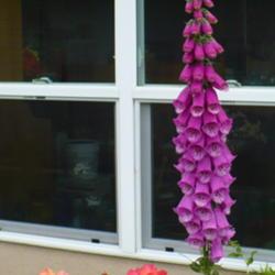 Location: Nora's Garden - Castlegar, B.C.
Date: 2013-06-22
 1:24 pm. Tall Foxglove, with Rose 'Easy Does It' at its base.