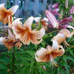 Location: Nora's Garden - Castlegar, B.C.
Date: 2015-07-19
 6:17 pm. Not a tall Lily, but friendly looking with its many fre