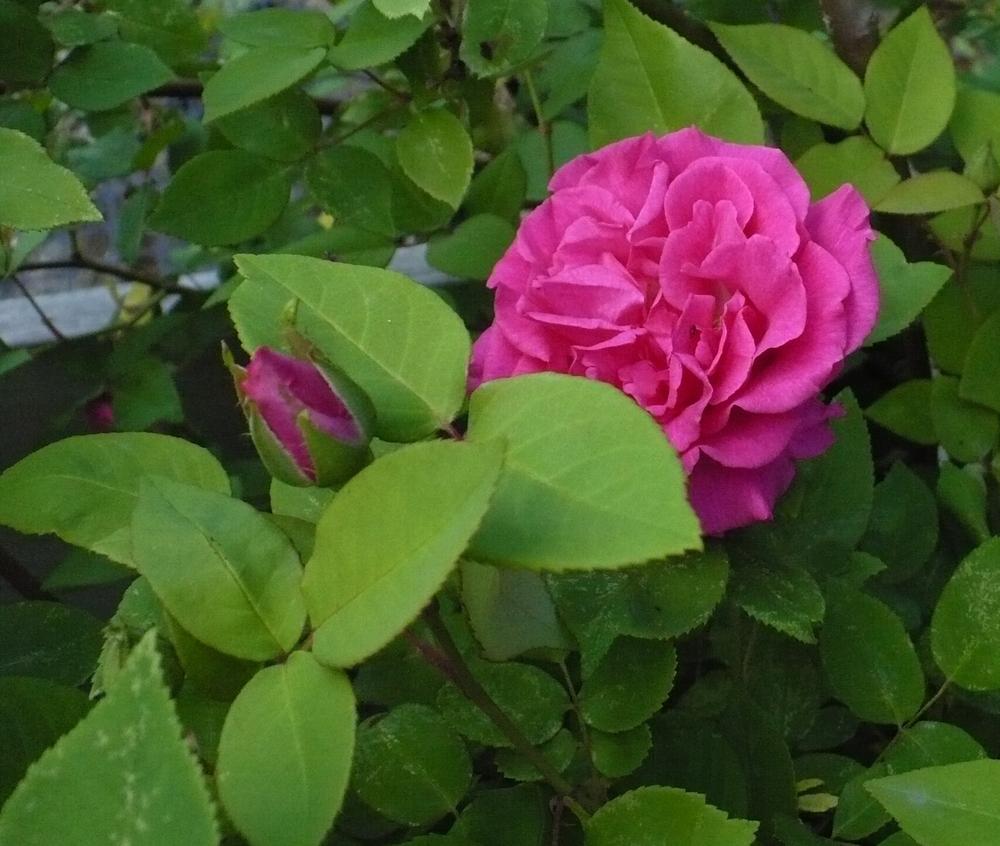 Photo of Rose (Rosa 'Zephirine Drouhin') uploaded by HemNorth