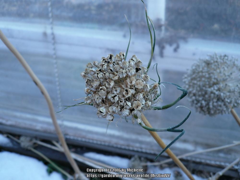 Leeks Plant Care and Collection of Varieties