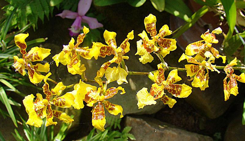 Photo of Golden Shower Orchid (Oncidium sphacelatum) uploaded by robertduval14