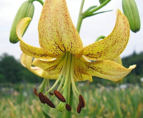 Photo of Lily (Lilium 'Green Goddess') uploaded by BUGGYCRAZY