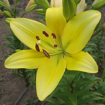 Photo of Lily (Lilium 'Golden Torch') uploaded by BUGGYCRAZY