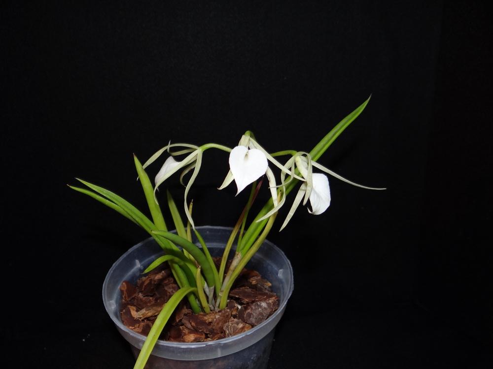 Photo of Orchid (Brassavola Little Stars) uploaded by hawkarica