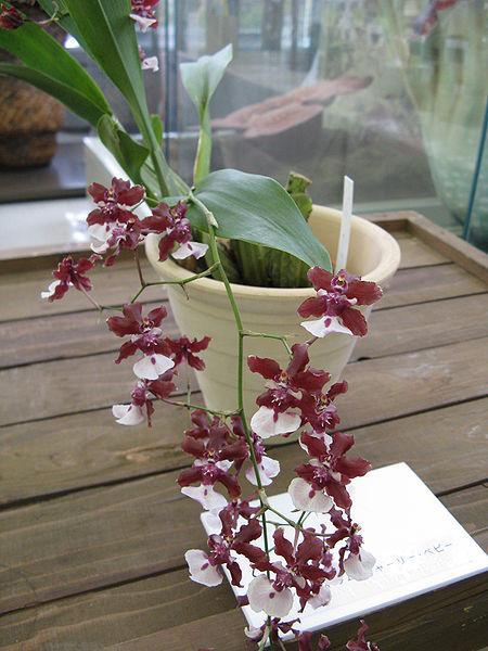 Photo of Chocolate Orchid (Oncidium Sharry Baby) uploaded by robertduval14