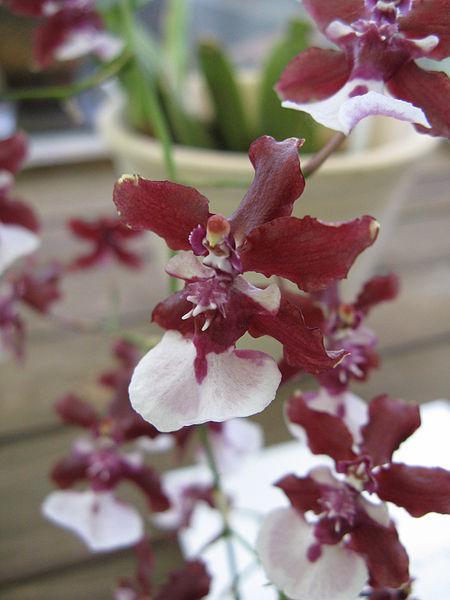 Photo of Chocolate Orchid (Oncidium Sharry Baby) uploaded by robertduval14