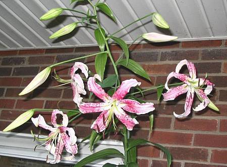 Photo of Lily (Lilium 'King Kong') uploaded by BUGGYCRAZY