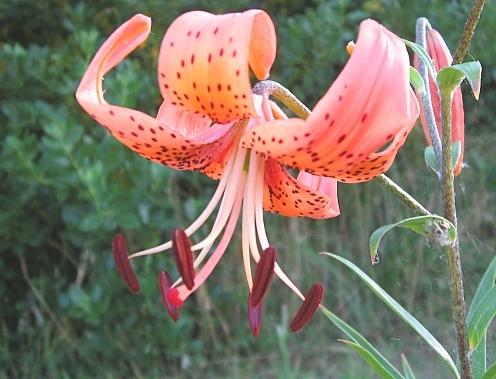 Photo of Asiatic Lily (Lilium 'Jasper') uploaded by BUGGYCRAZY