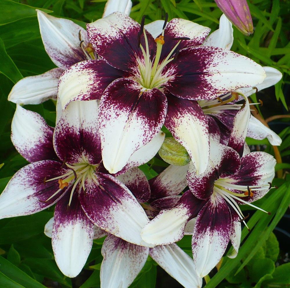 Lilies Plant Care and Collection of Varieties