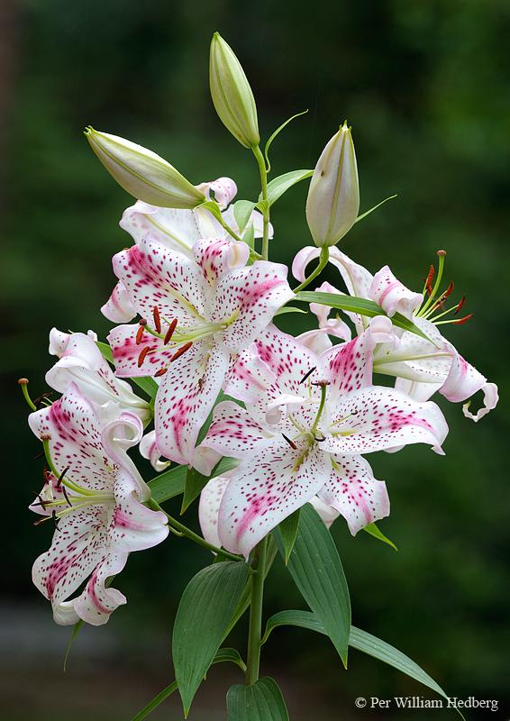 Photo of Lily (Lilium 'Solution') uploaded by William