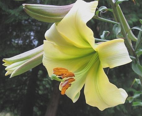 Photo of Lily (Lilium 'Lemon Lime') uploaded by BUGGYCRAZY