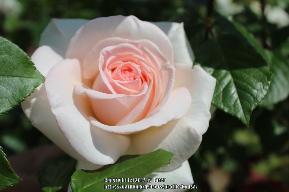 Photo of Rose (Rosa 'Schloss Ippenburg') uploaded by kousa