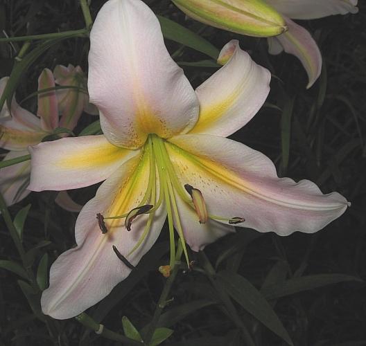 Photo of Lily (Lilium 'Morning After') uploaded by BUGGYCRAZY