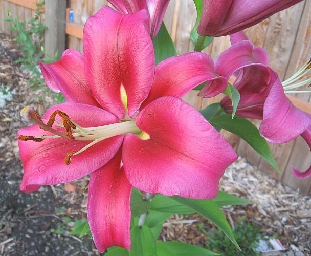 Photo of Lily (Lilium 'Palazzo') uploaded by BUGGYCRAZY