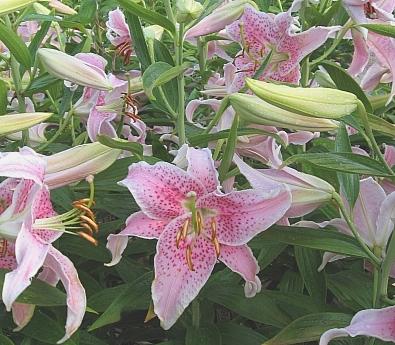 Photo of Lily (Lilium 'Pink Dame') uploaded by BUGGYCRAZY