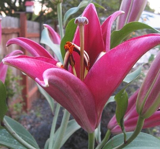 Photo of Lily (Lilium 'Palazzo') uploaded by BUGGYCRAZY