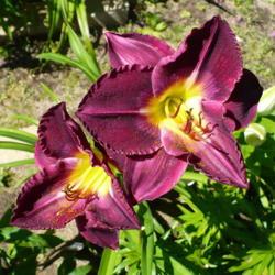 Location: Nora's Garden - Castlegar, B.C.
Date: 2013-07-29
 10:41 am. Richly coloured, with wonderfully rippled petal edges.