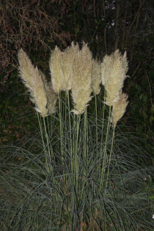 Photo of Uruguayan Pampas Grass (Cortaderia selloana) uploaded by RuuddeBlock