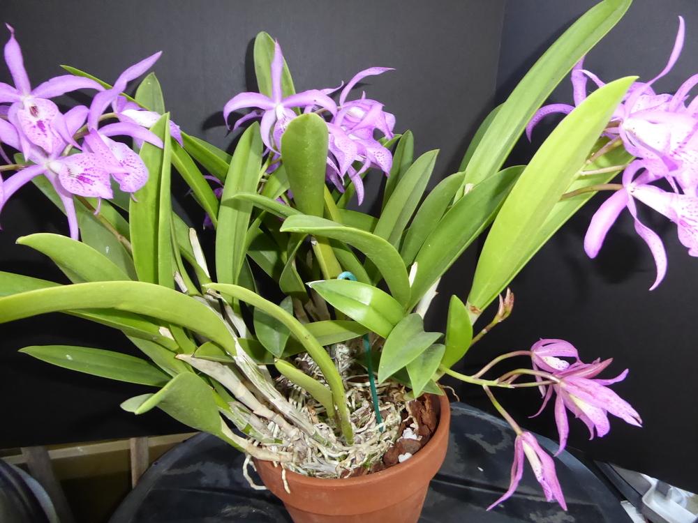 Photo of Orchid (Brassanthe Maikai 'Mayumi') uploaded by ctcarol