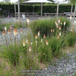 Location: RHS Harlow Carr, Yorkshire
Date: 2016-08-09
With Miscanthus grasses and Verbena bonariensis