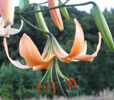 Photo of Lily (Lilium 'Queen Kong') uploaded by BUGGYCRAZY