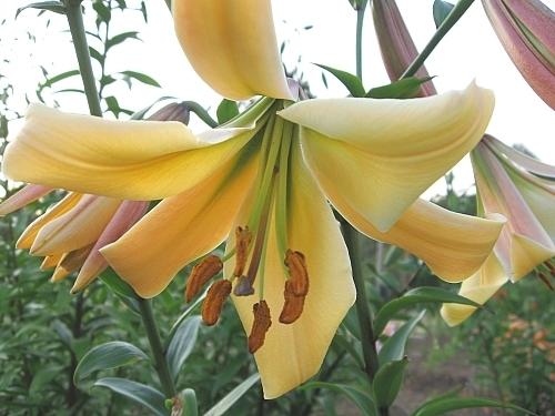 Photo of Lily (Lilium 'Apricot') uploaded by BUGGYCRAZY