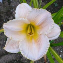 Location: Nora's Garden - Castlegar, B.C.
Date: 2013-07-31
 7:00 pm. A light gilded edging contrasts with thick petal substa