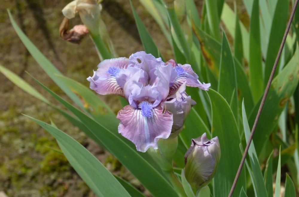 Photo of Standard Dwarf Bearded Iris (Iris 'Fab Life') uploaded by KentPfeiffer