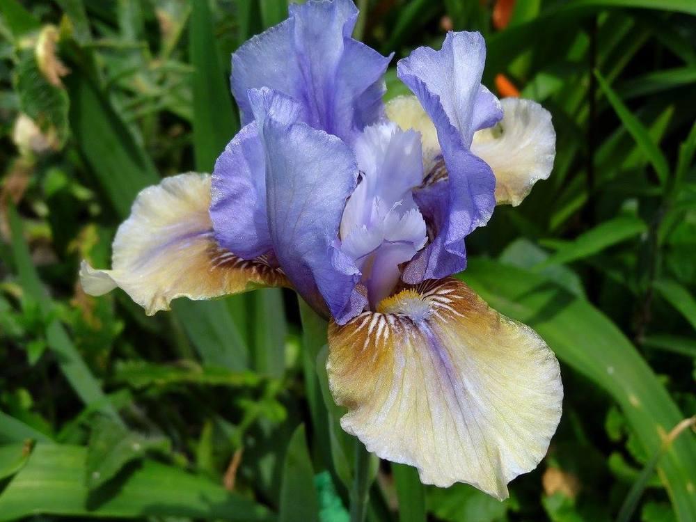 Photo of Intermediate Bearded Iris (Iris 'Fast Forward') uploaded by Orsola