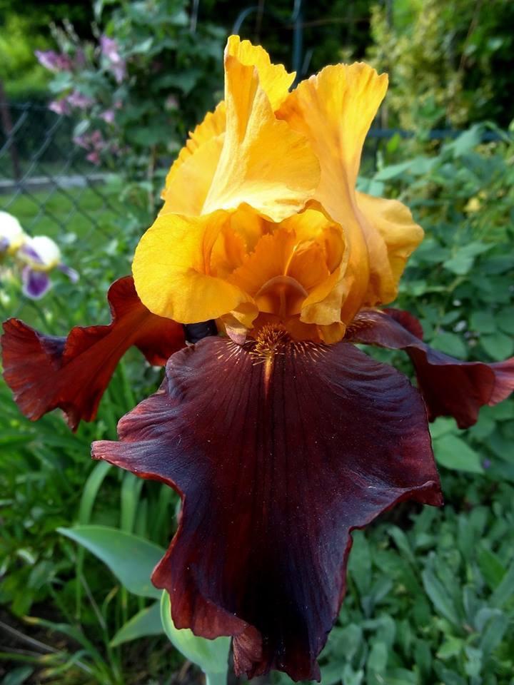 Photo of Tall Bearded Iris (Iris 'Supreme Sultan') uploaded by Orsola