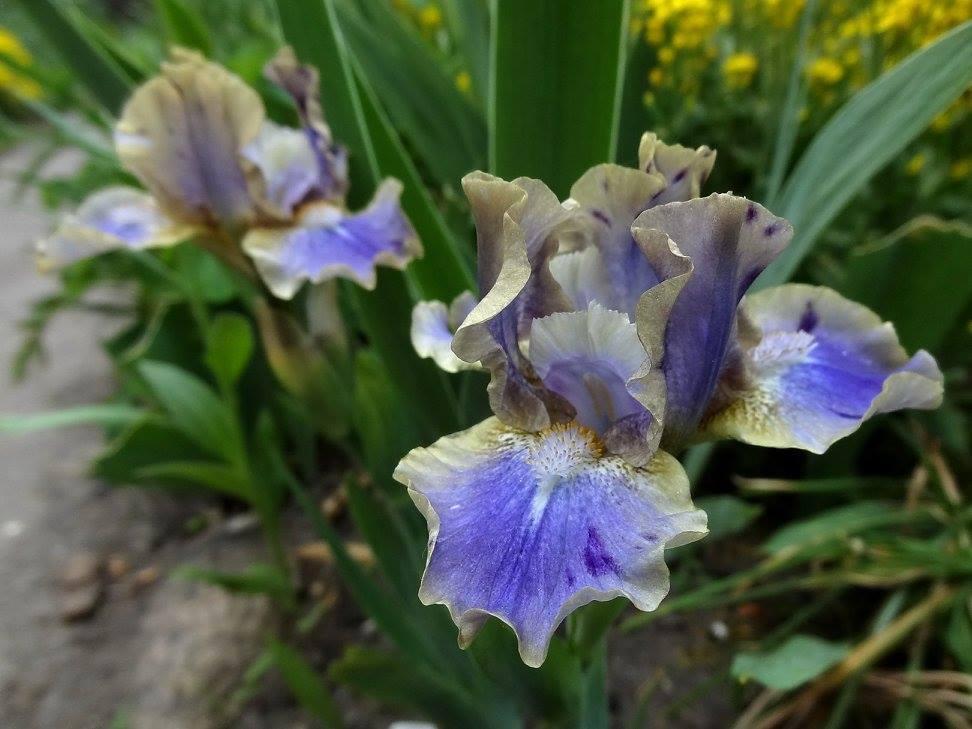 Photo of Standard Dwarf Bearded Iris (Iris 'Leopard Print') uploaded by Orsola