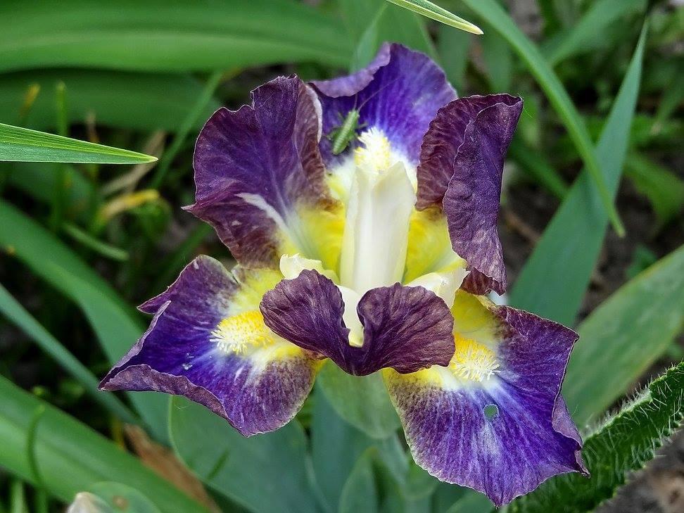Photo of Standard Dwarf Bearded Iris (Iris 'Yippy Skippy') uploaded by Orsola