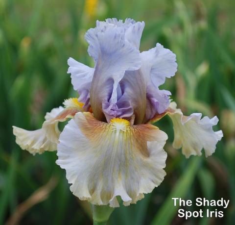 Photo of Tall Bearded Iris (Iris 'Cow Palace') uploaded by lovemyhouse